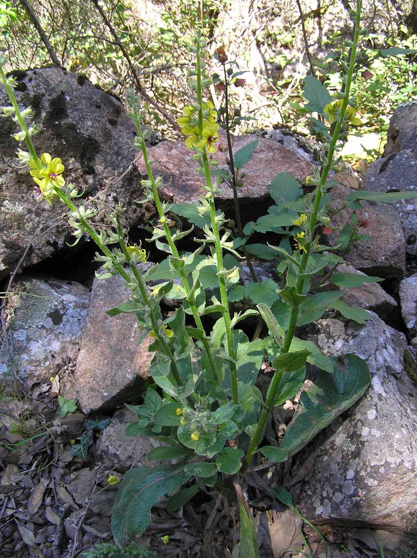 Verbascum sp.